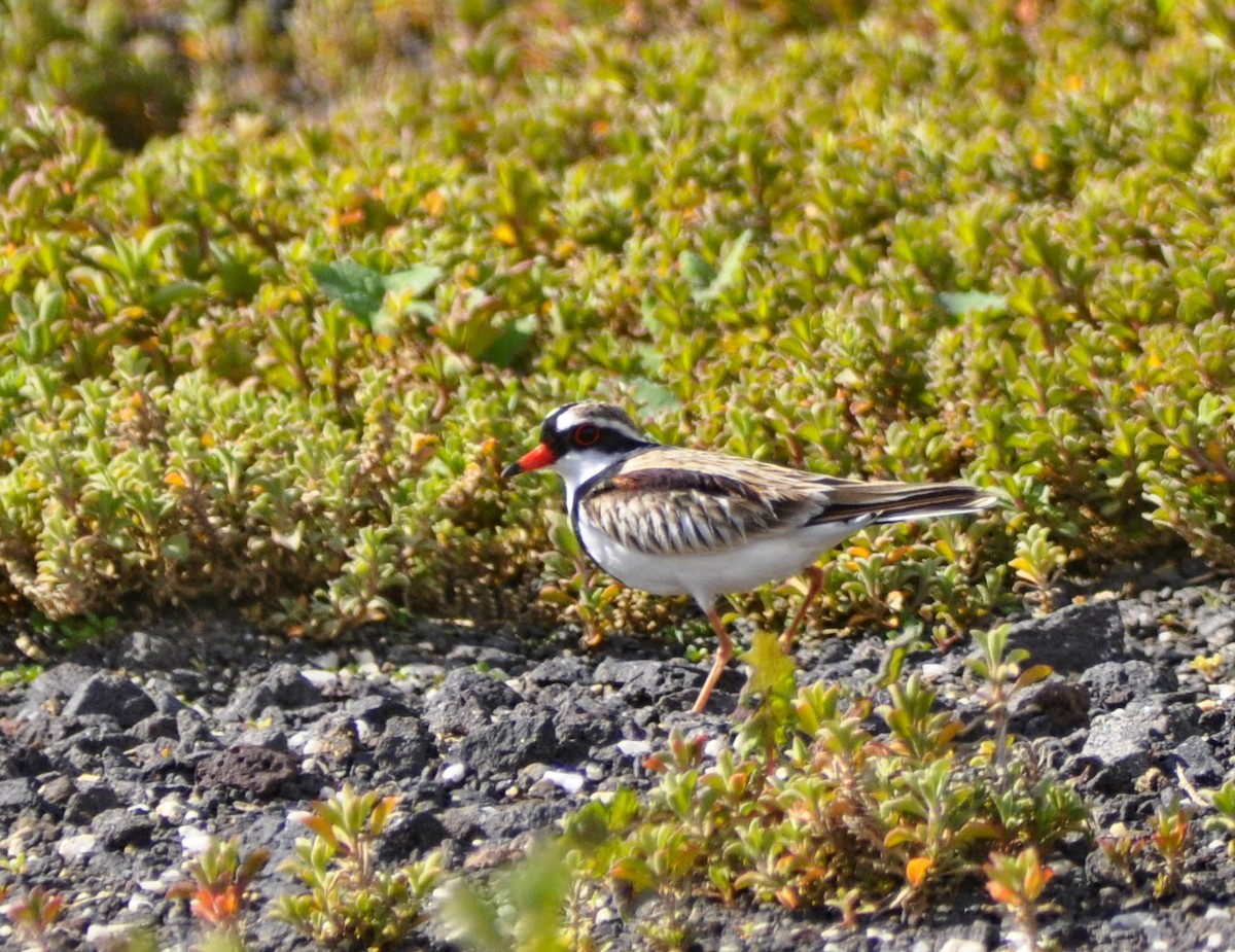 Black-fronted Dotterel - ML647665522