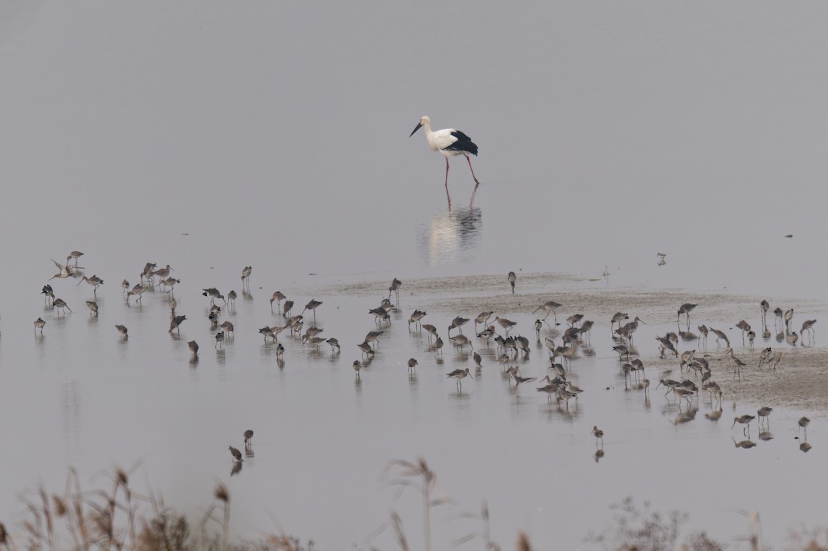 čáp východní - ML647665525