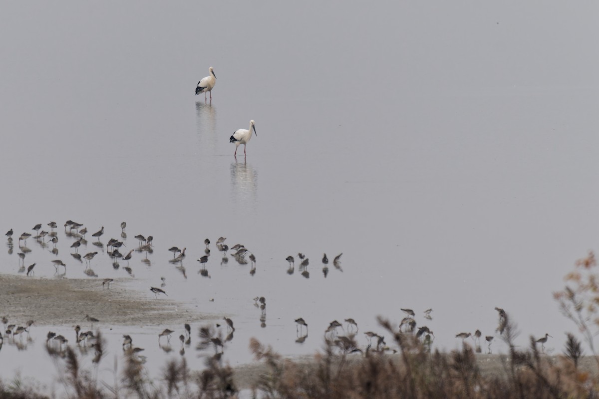 čáp východní - ML647665526
