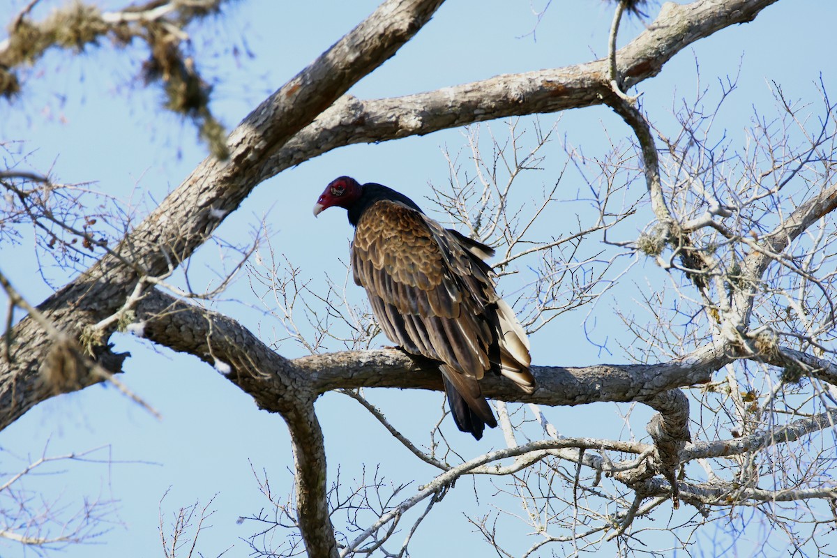 Turkey Vulture - ML647665566