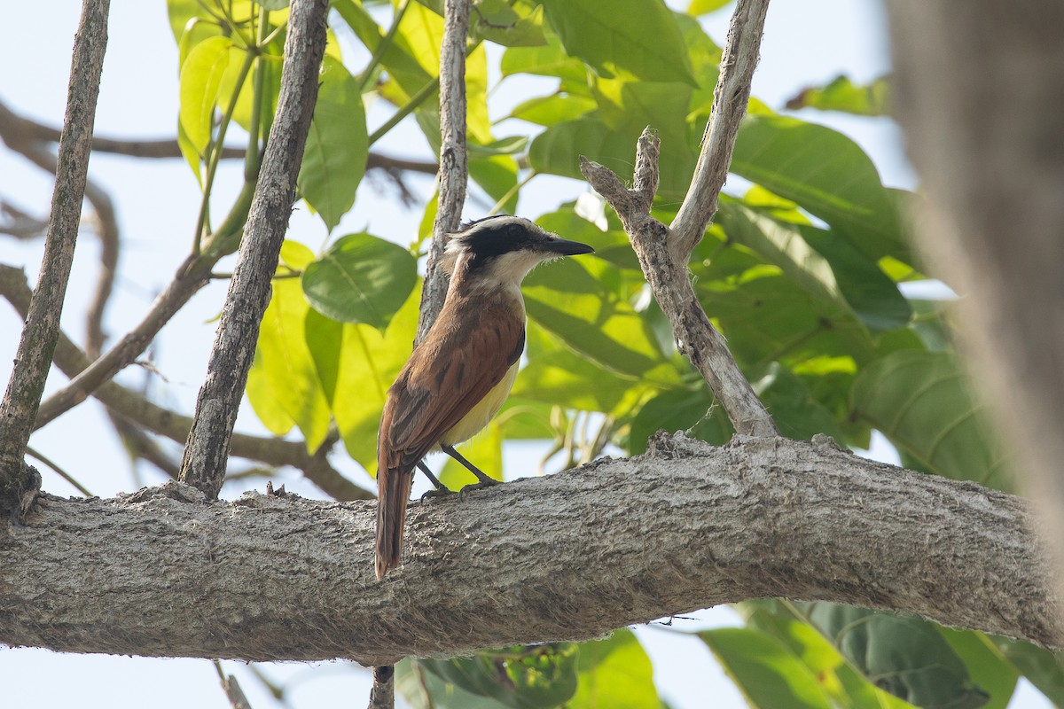 Great Kiskadee - ML647665571