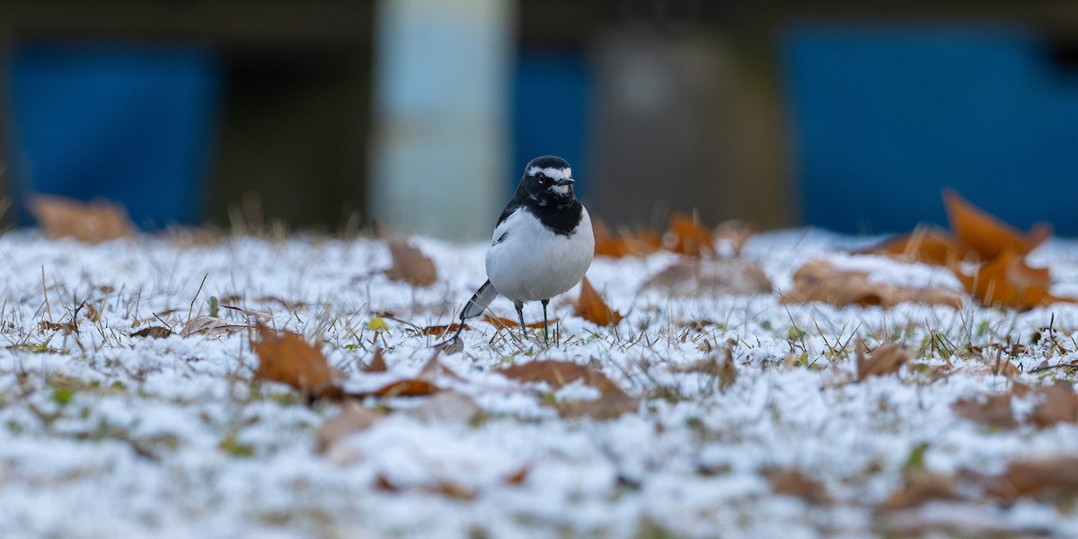 japanerle - ML647665573