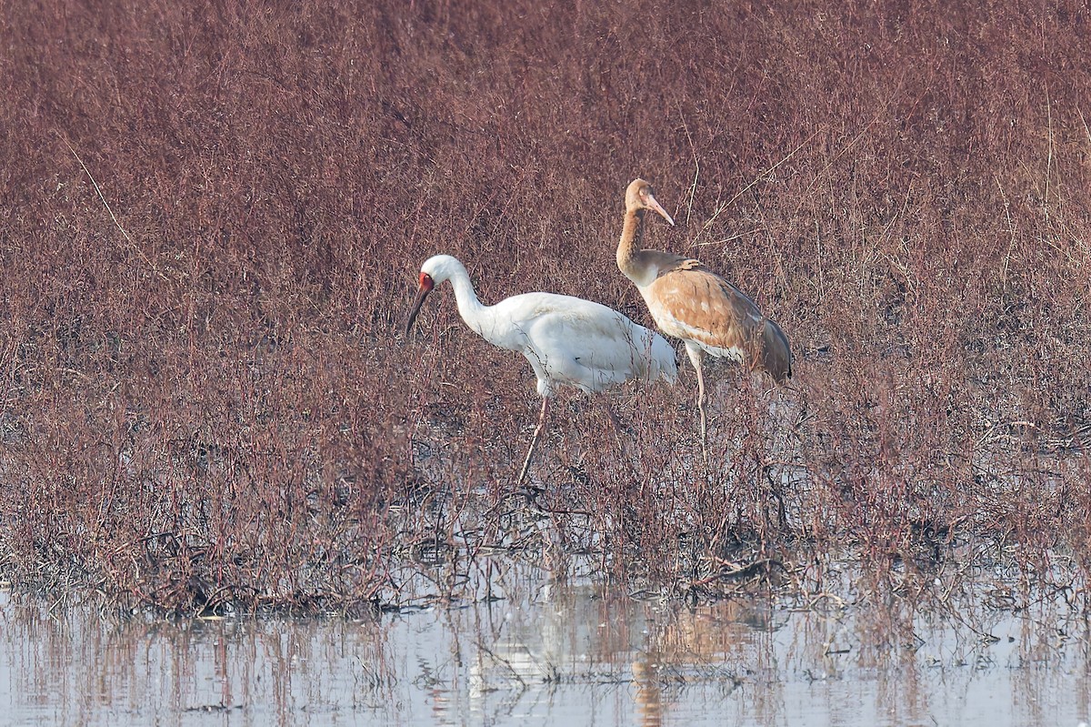 Siberian Crane - ML647665594