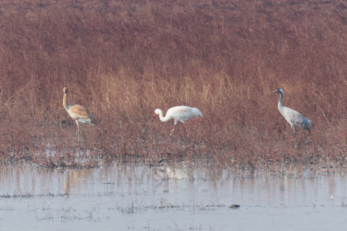 Siberian Crane - ML647665595