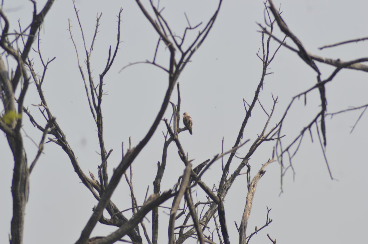 Short-toed Snake-Eagle - ML647665596