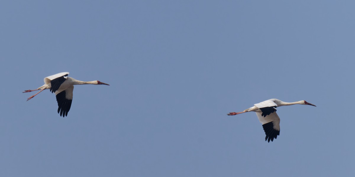 Siberian Crane - ML647665608