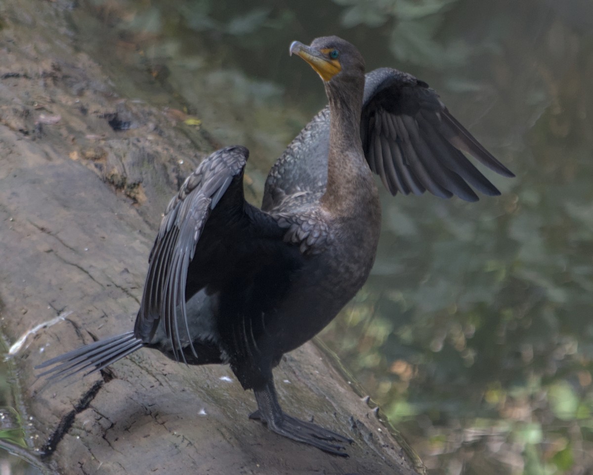 Cormorán Orejudo - ML647665615