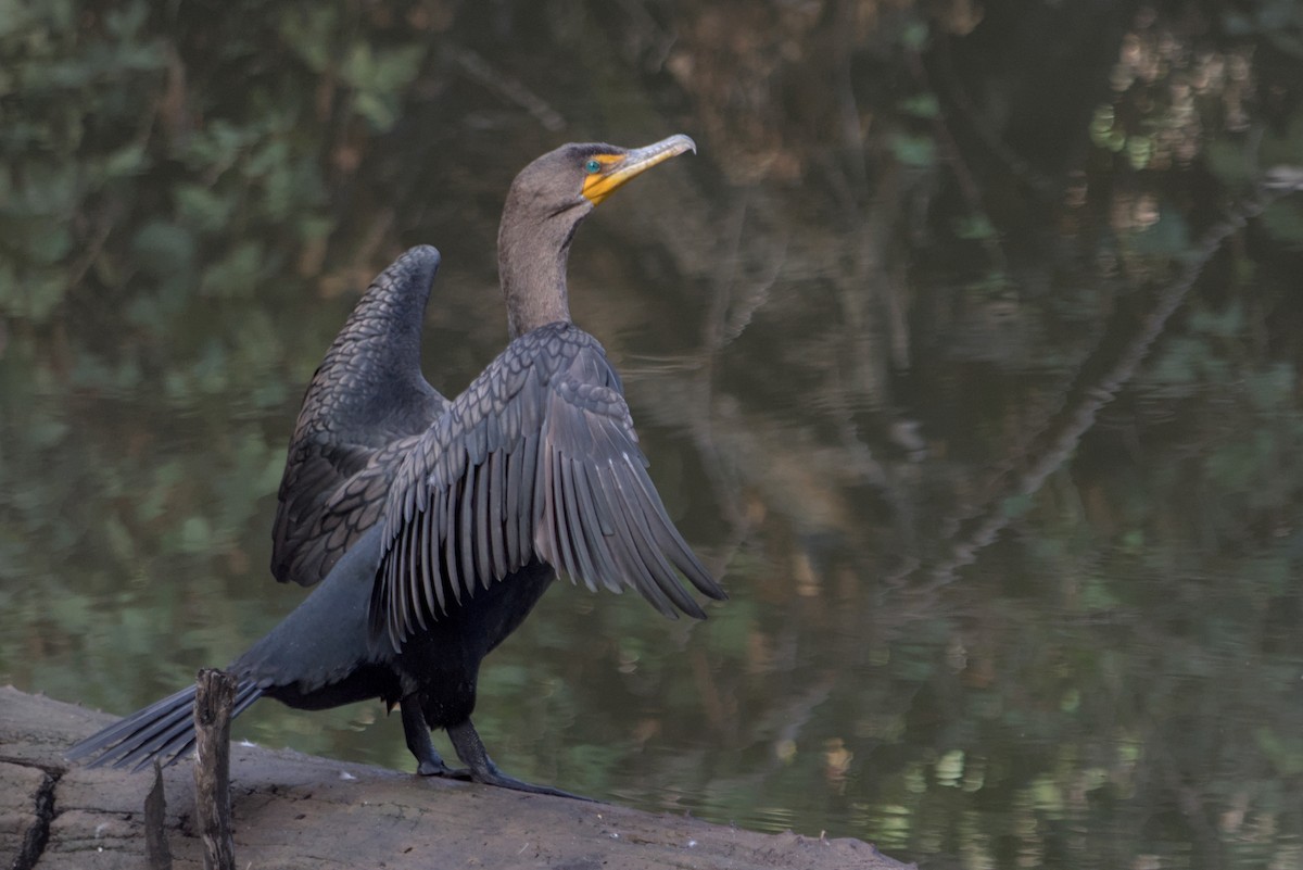 Cormorán Orejudo - ML647665616