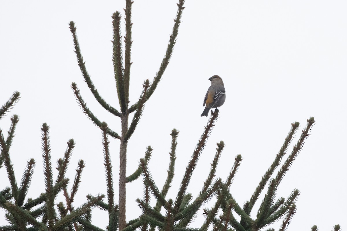 ギンザンマシコ（leucura） - ML647665617