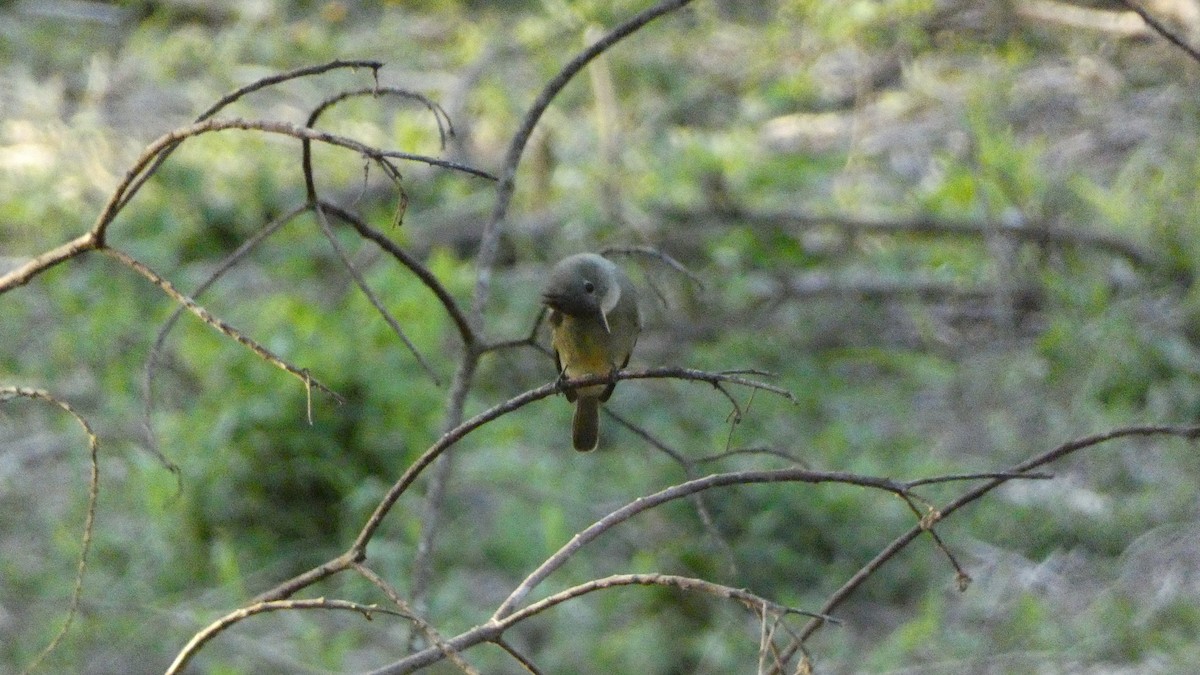Greater Pewee - ML647665653
