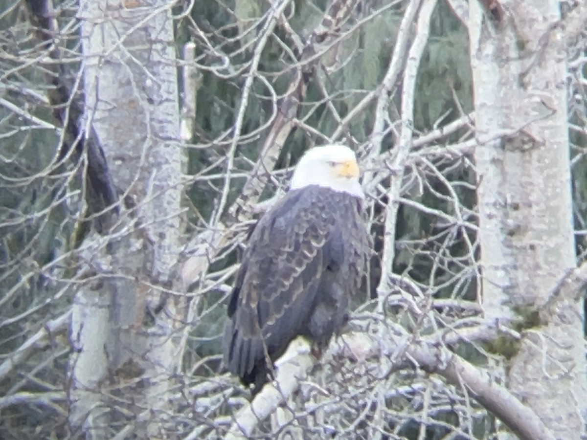 Itsas arrano buruzuria - ML647665659