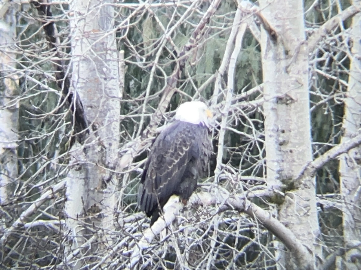 Itsas arrano buruzuria - ML647665661