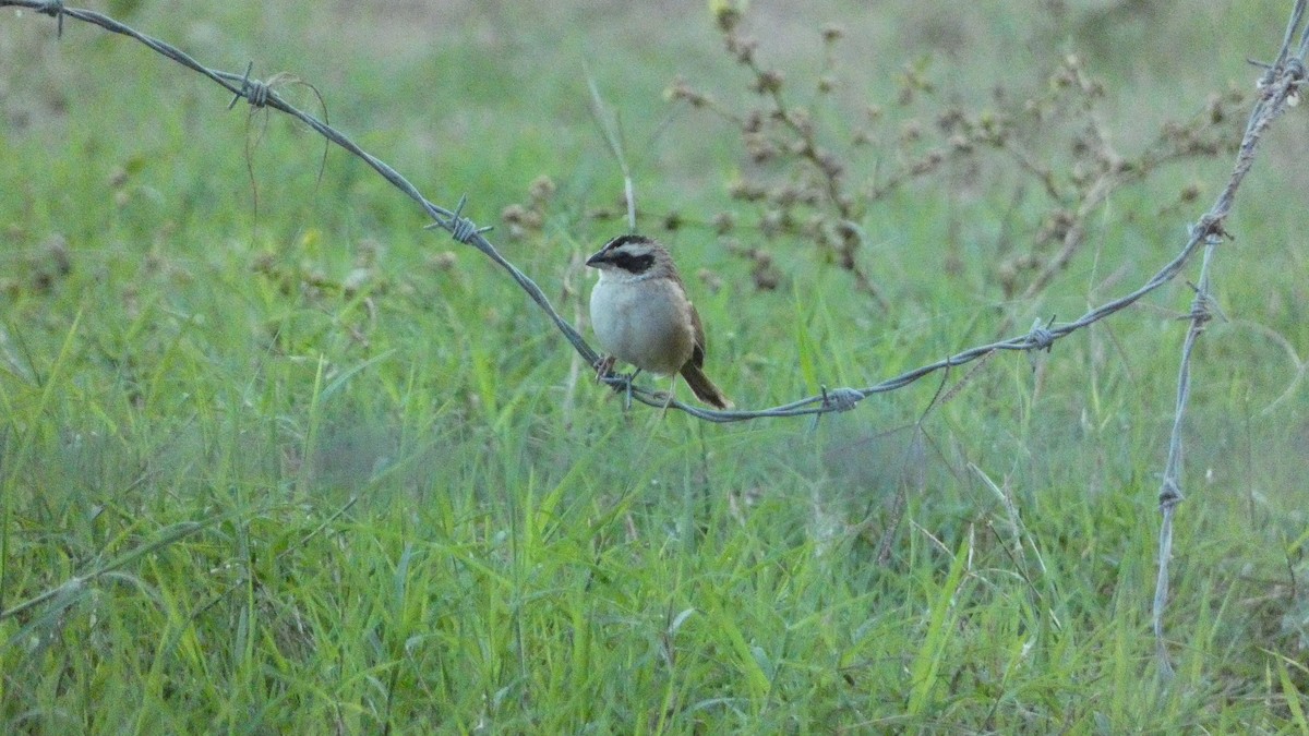 Stripe-headed Sparrow - ML647665666