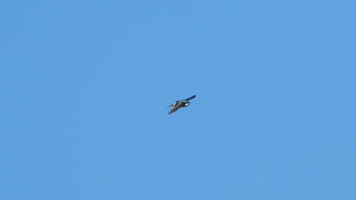 Tree Swallow - ML647665677