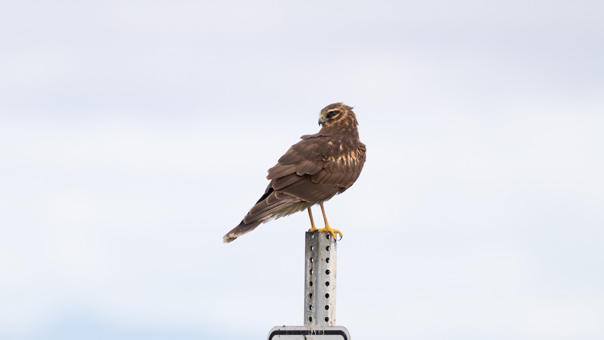 Northern Harrier - ML647665684