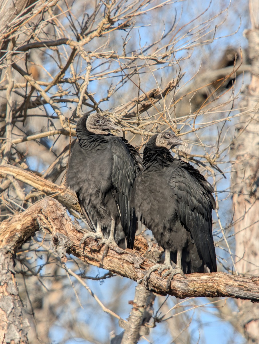 Катарта чорна - ML647665692