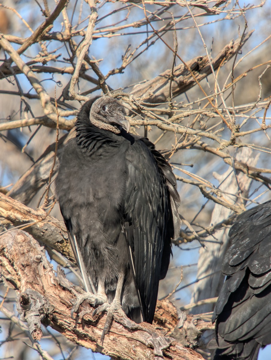 Катарта чорна - ML647665699