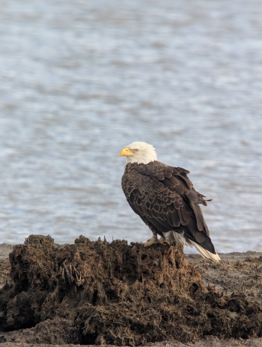 Itsas arrano buruzuria - ML647665703