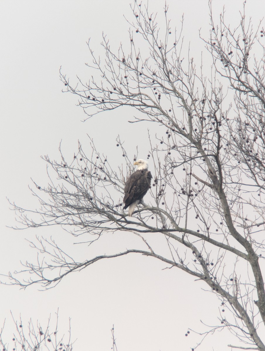 Itsas arrano buruzuria - ML647665704