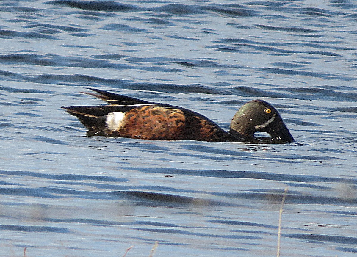 Ahate mokozabal australiarra - ML647665736