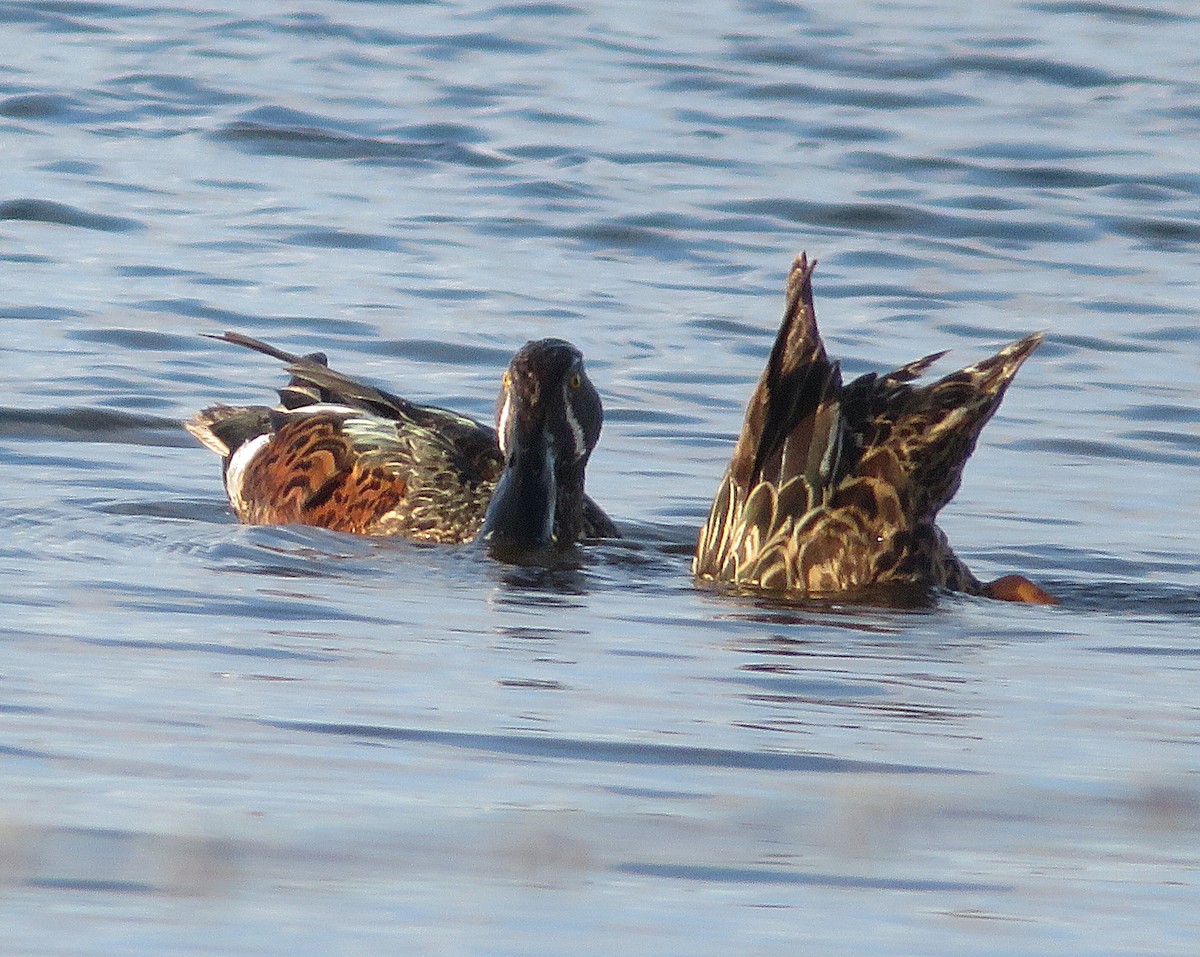 Ahate mokozabal australiarra - ML647665737