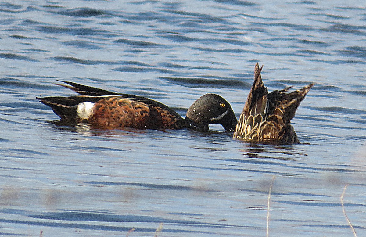 Ahate mokozabal australiarra - ML647665739