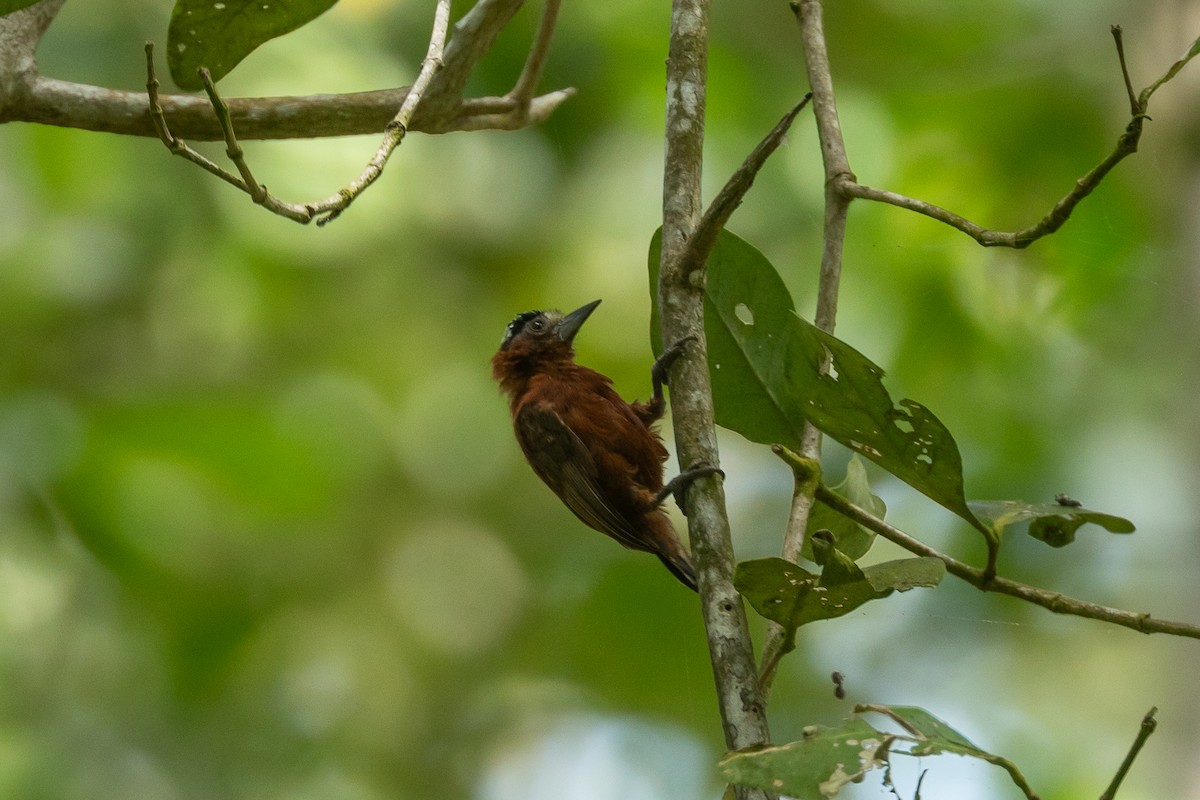 クリイロヒメキツツキ - ML647665755