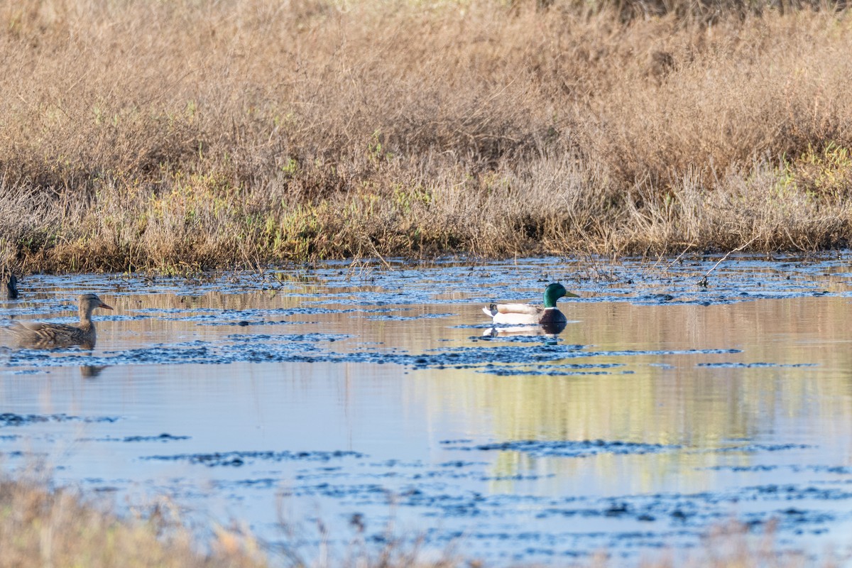 マガモ - ML647665762