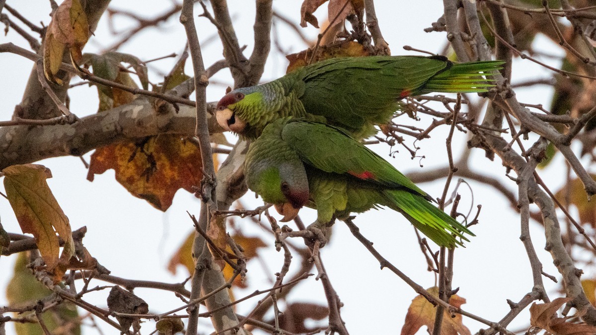 フジイロボウシインコ - ML647665763