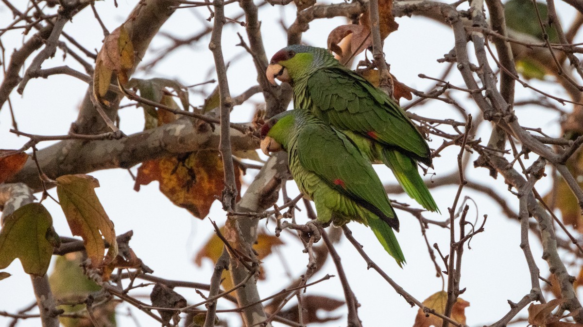 フジイロボウシインコ - ML647665764