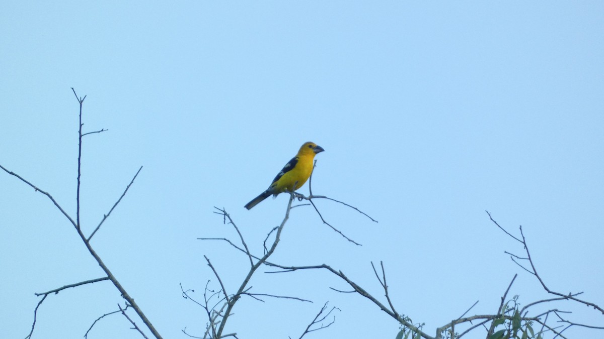 オウゴンイカル - ML647665765