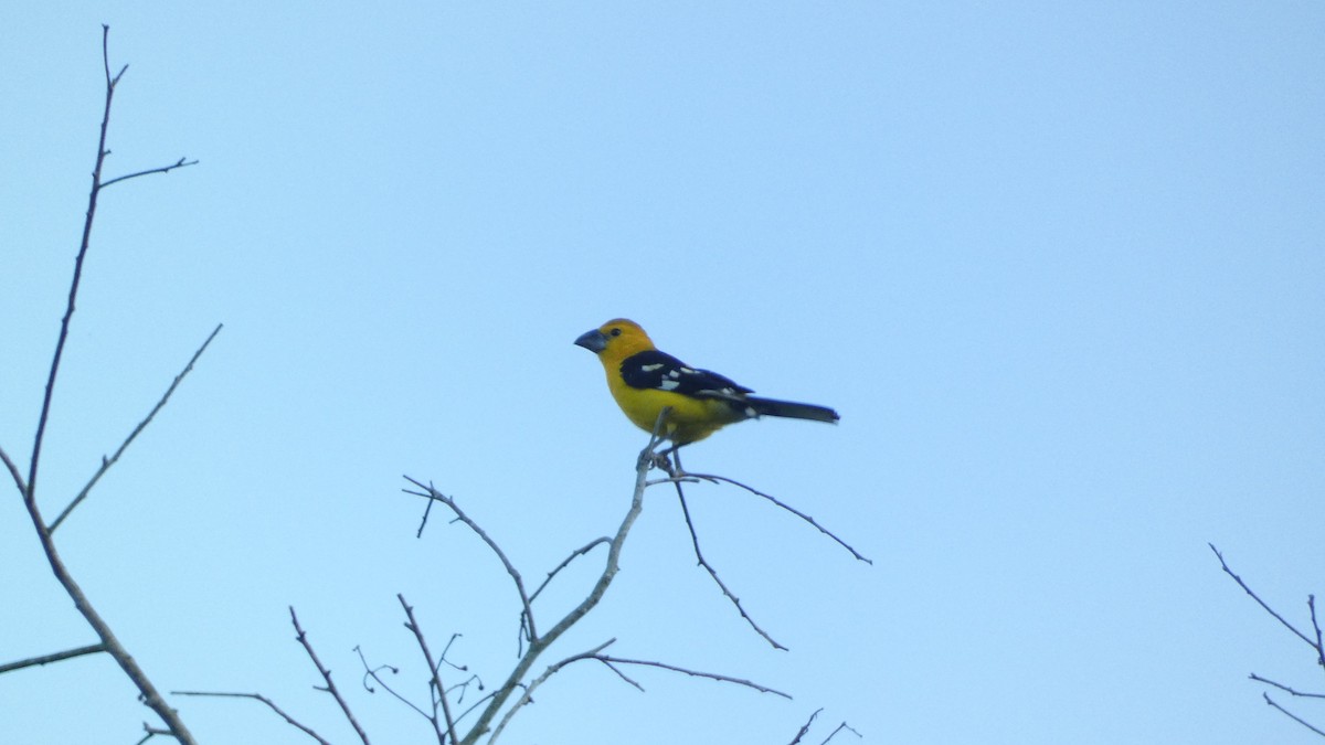 オウゴンイカル - ML647665766