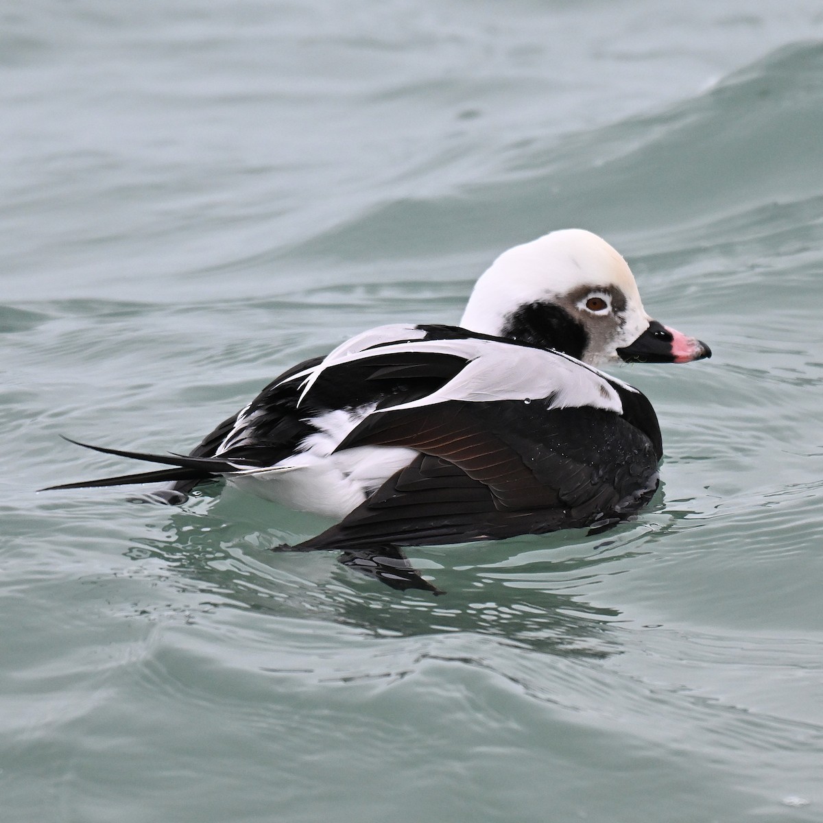 コオリガモ - ML647665768