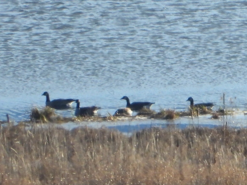 カナダガン - ML647665769