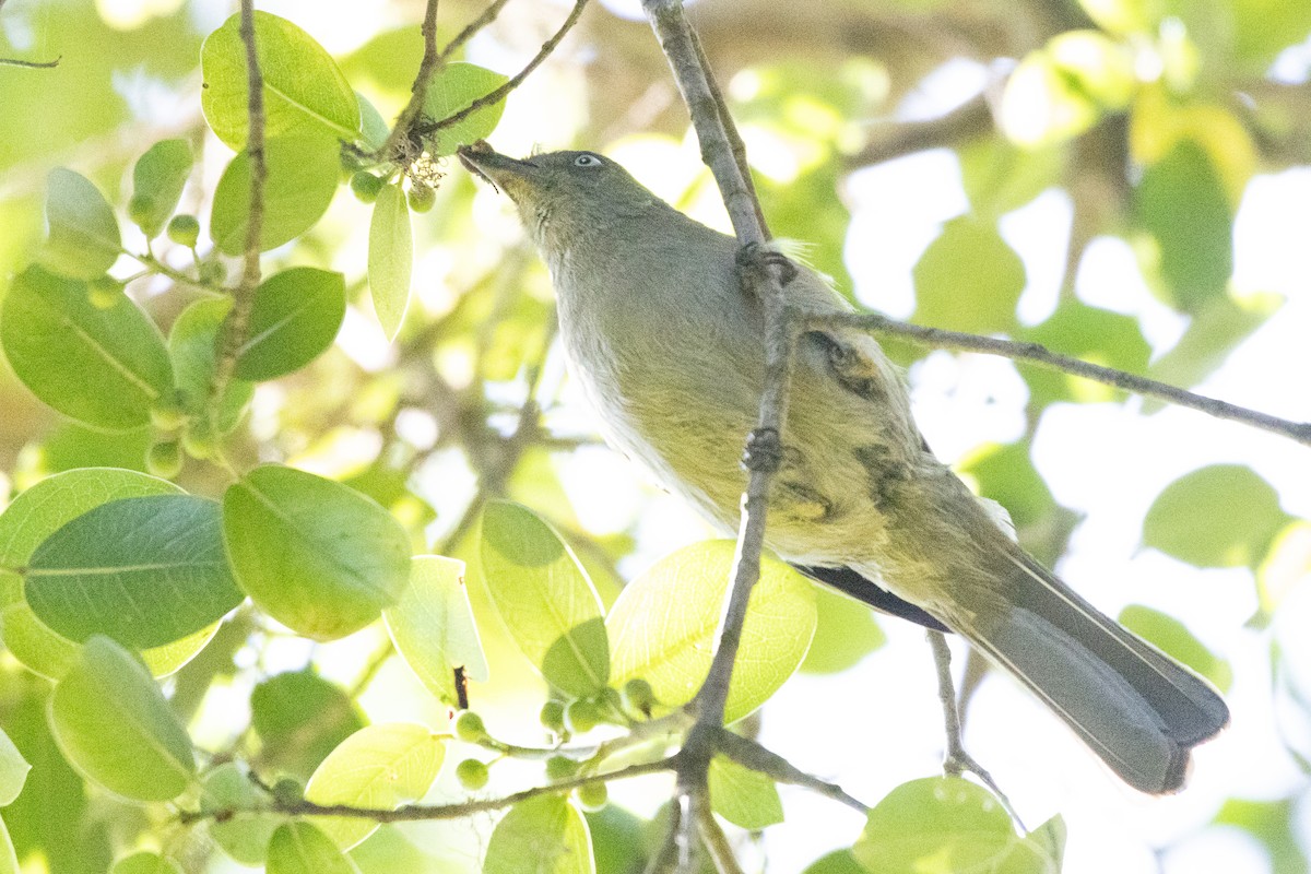 ウスグロアオヒヨ - ML647665770