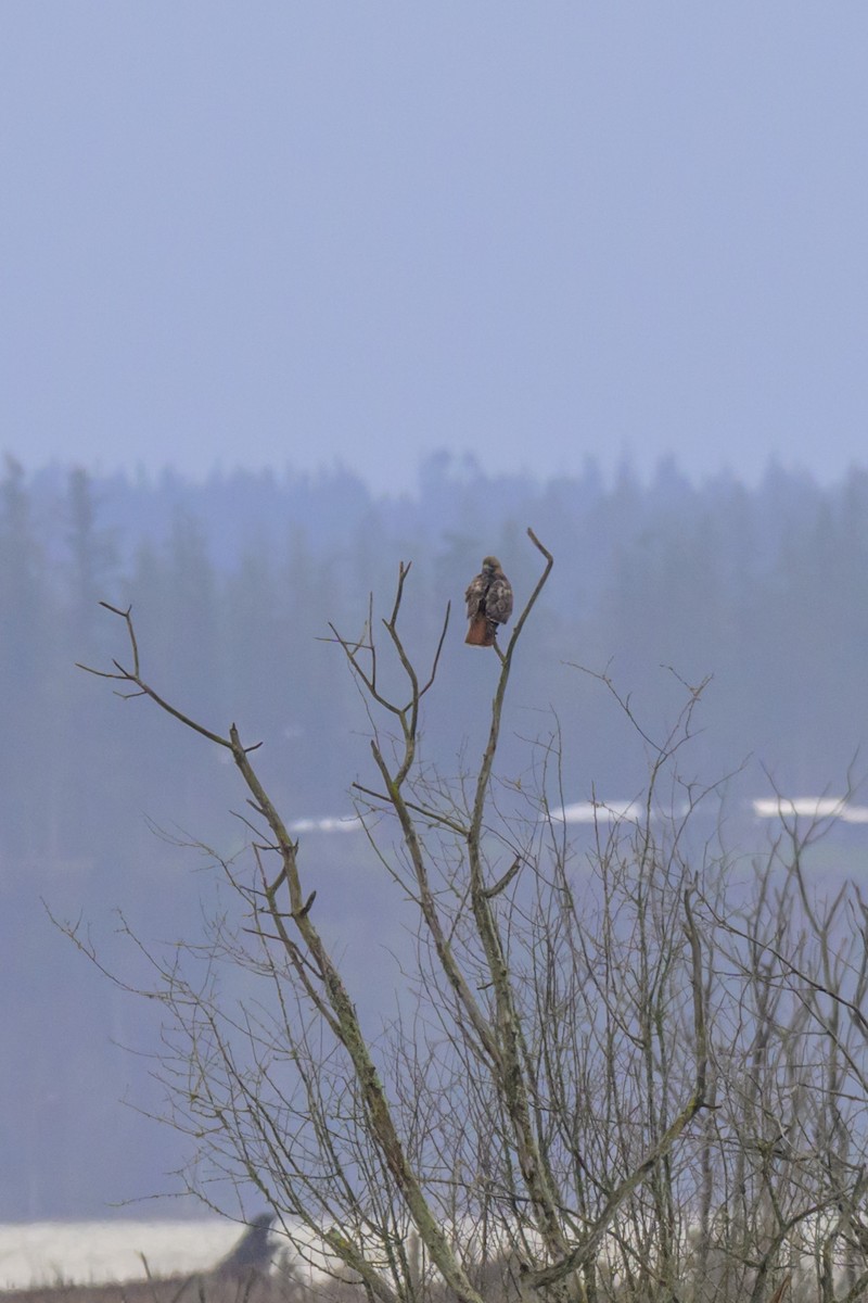 アカオノスリ - ML647665771