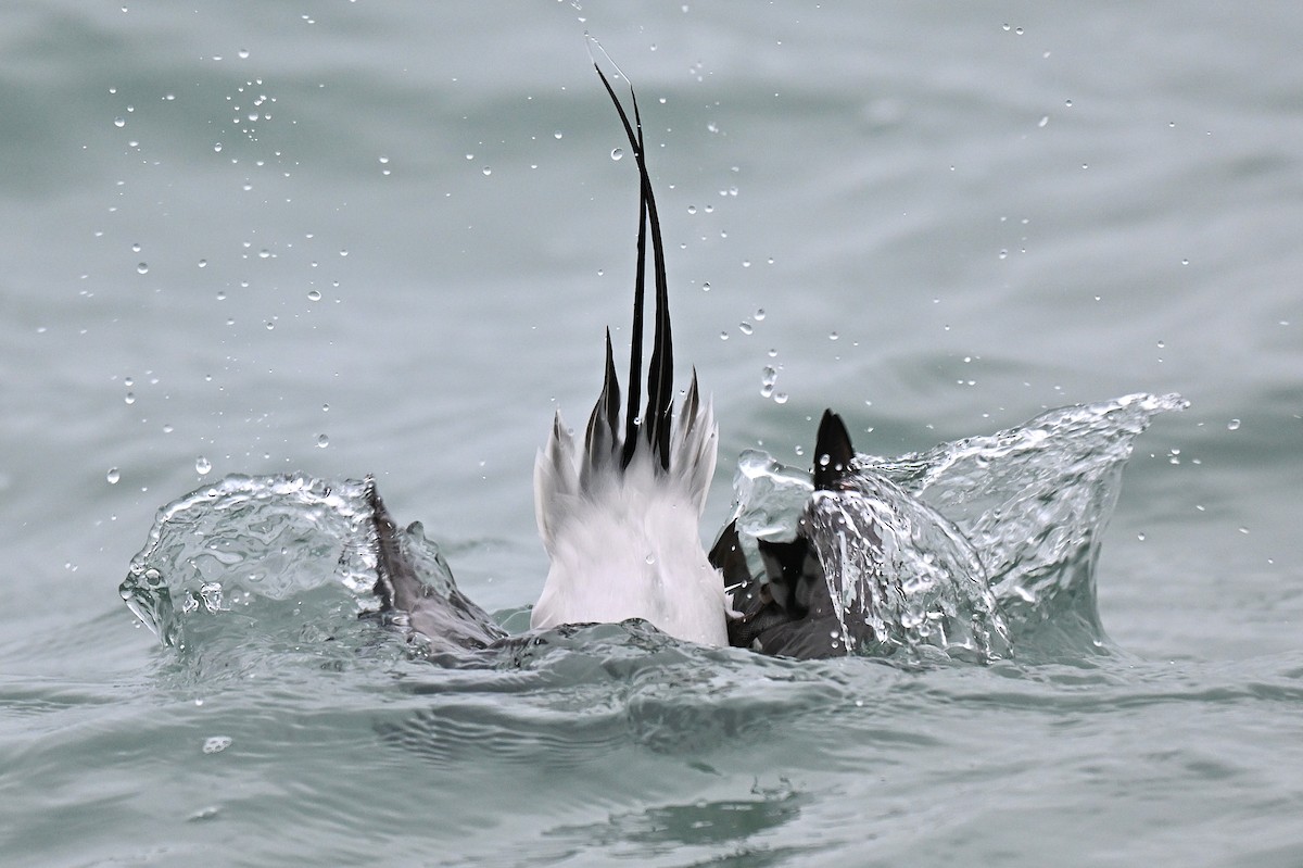 コオリガモ - ML647665773