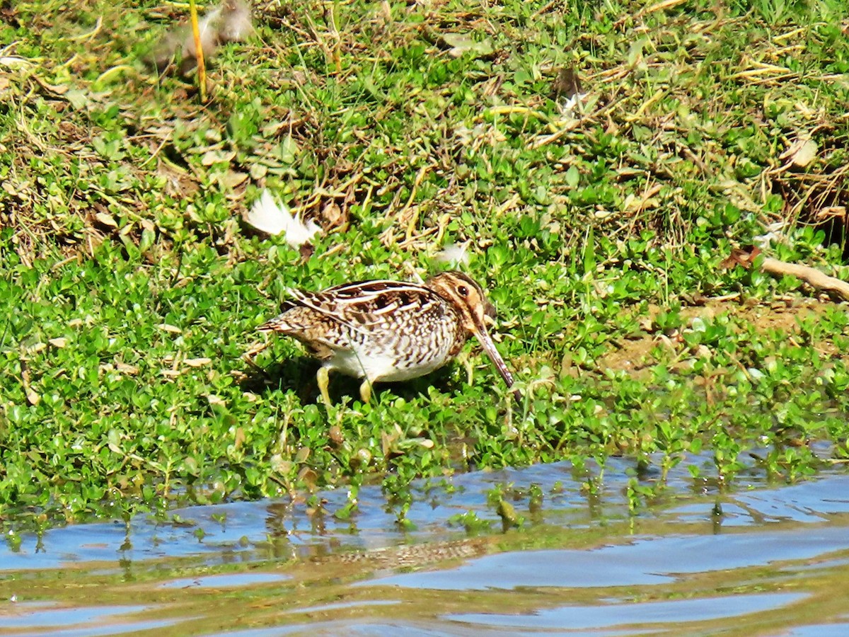 アメリカタシギ - ML647665774