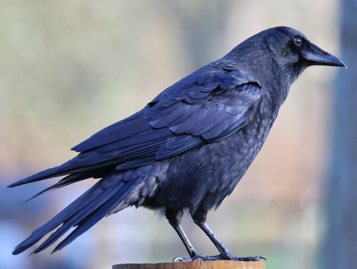 アメリカガラス - ML647665775