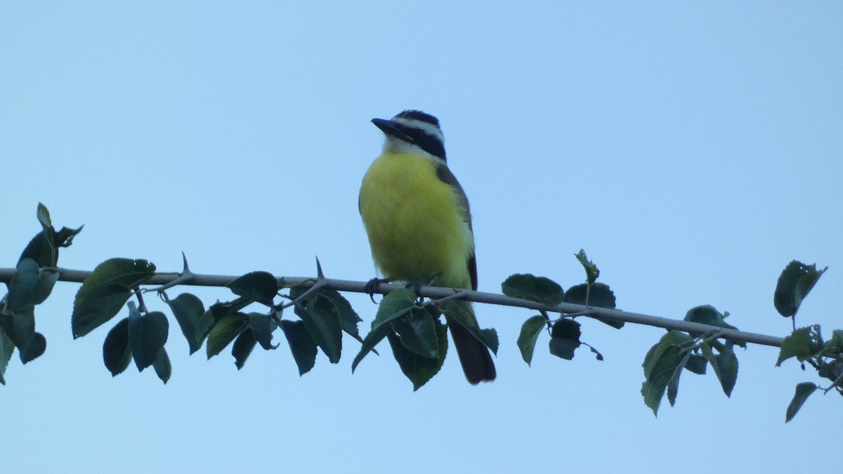 キバラオオタイランチョウ - ML647665781