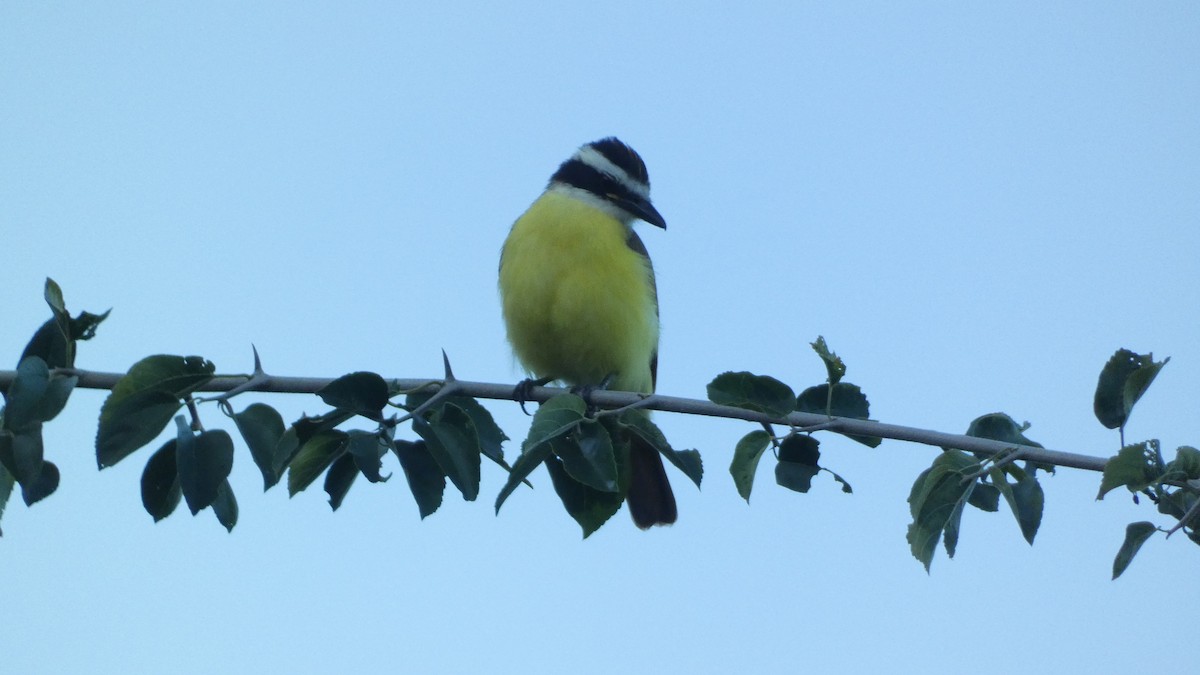 キバラオオタイランチョウ - ML647665782