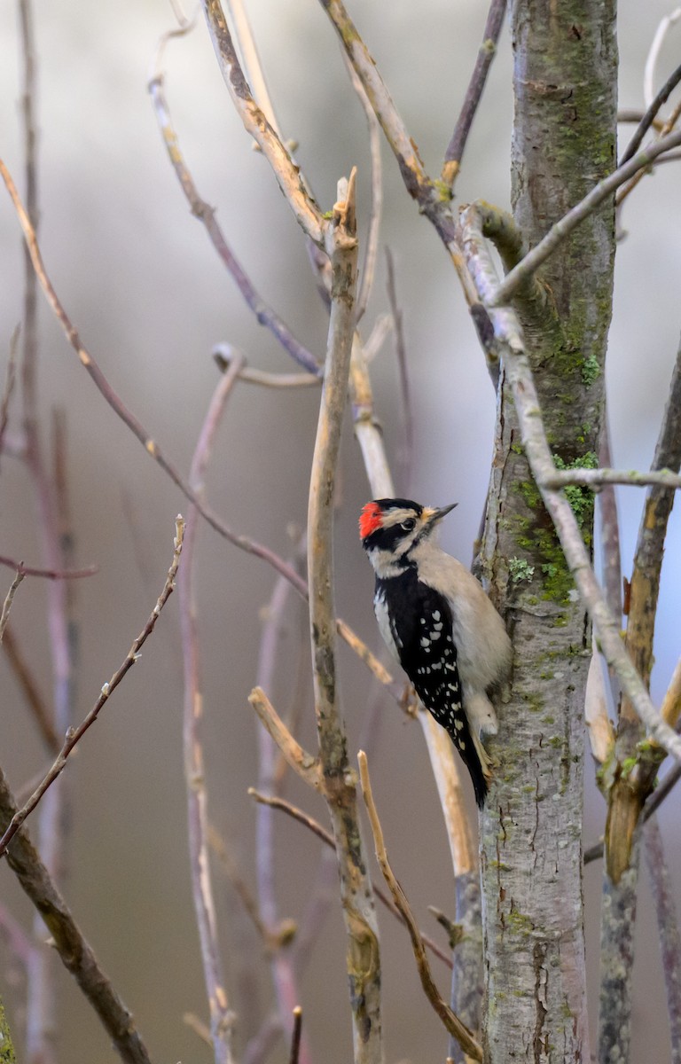 セジロコゲラ - ML647665783