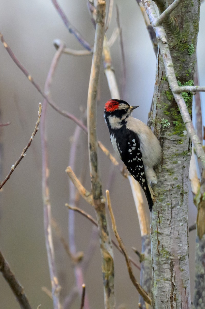 セジロコゲラ - ML647665784