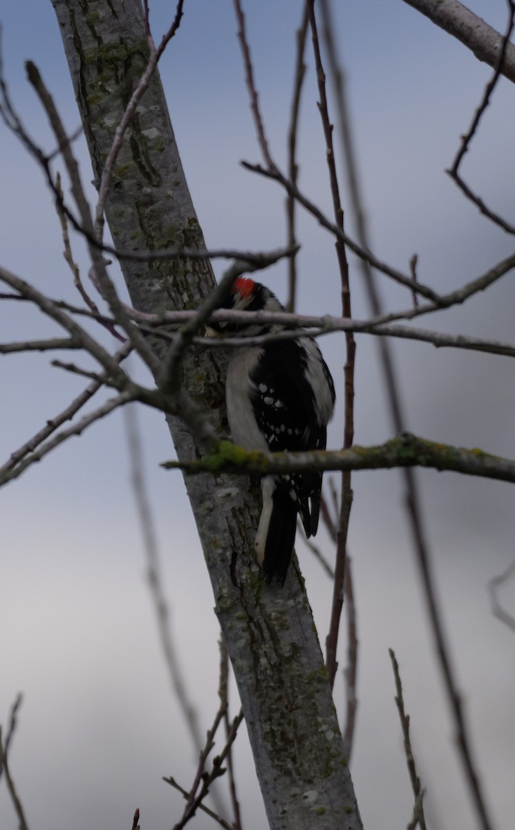 セジロコゲラ - ML647665785