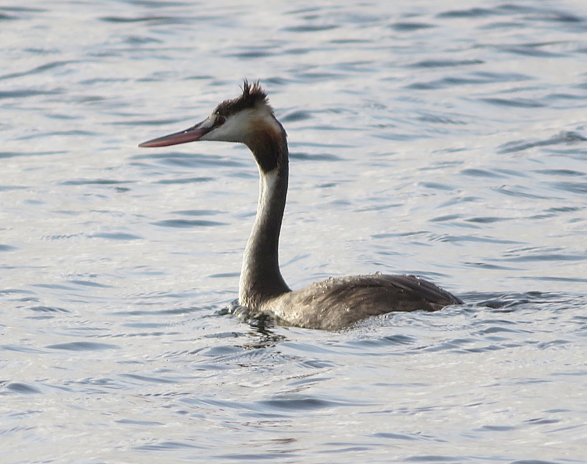 カンムリカイツブリ - ML647665786