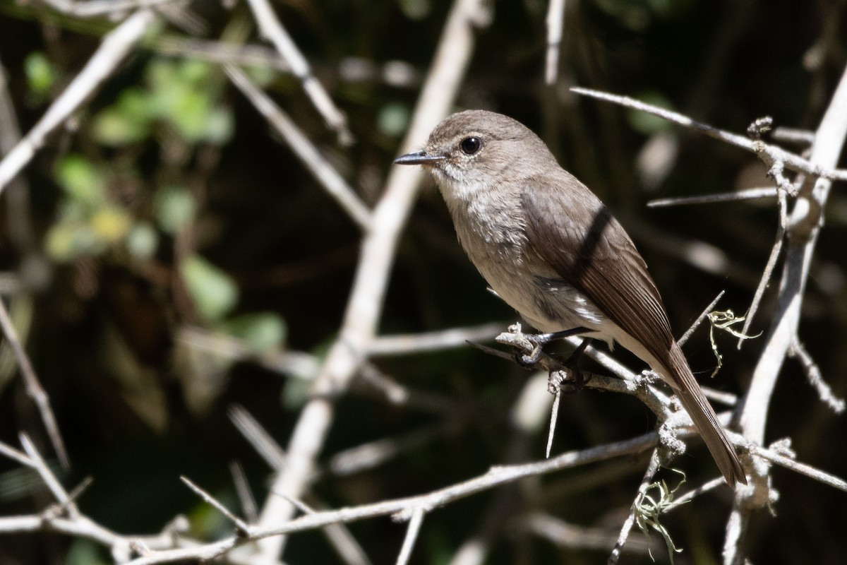 アフリカコサメビタキ - ML647665787