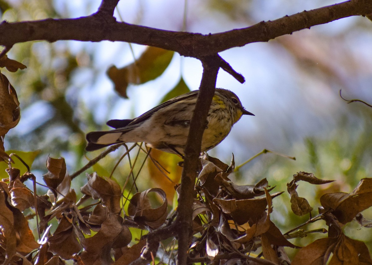 キヅタアメリカムシクイ（auduboni） - ML647665788