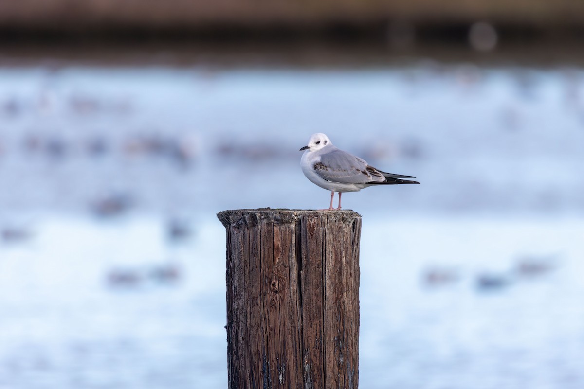 ボナパルトカモメ - ML647665789