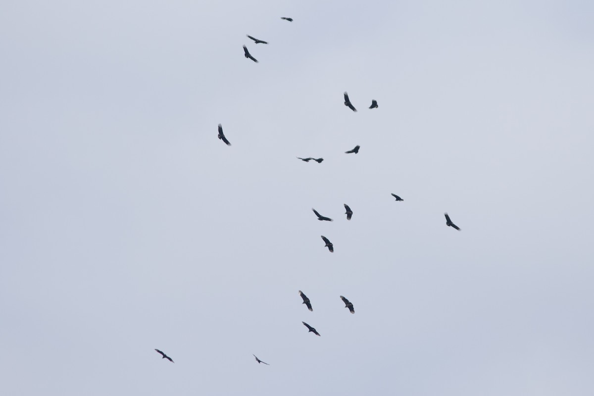 Катарта чорна - ML647665790