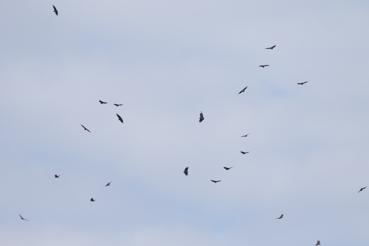 Катарта чорна - ML647665791